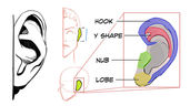 How To Draw Ears
