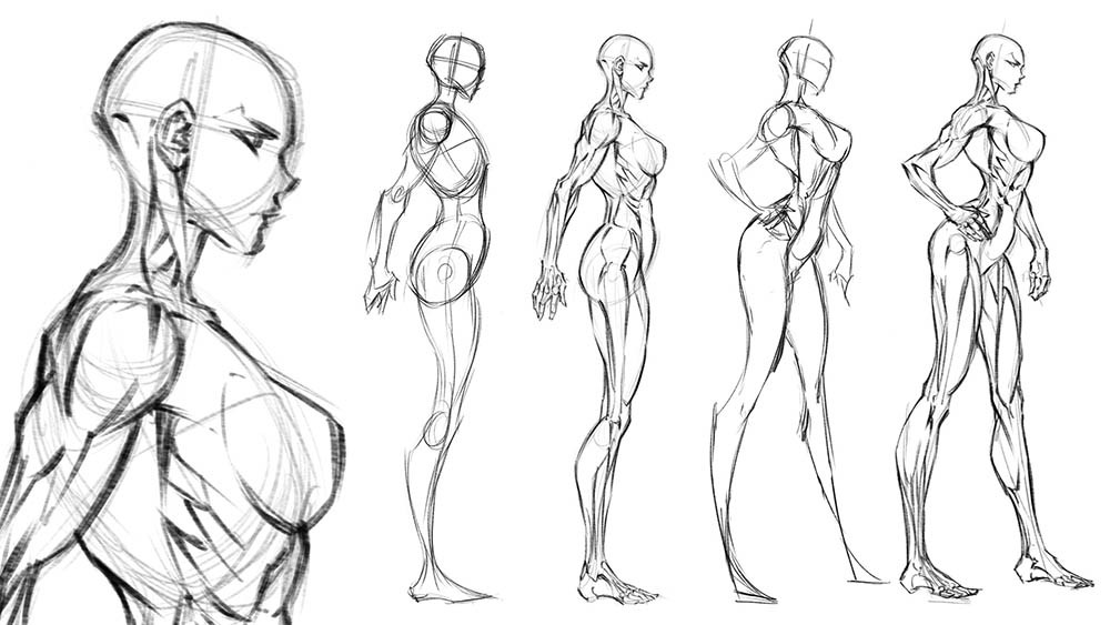Figure Side View Anatomy of The Female Figure: Side View