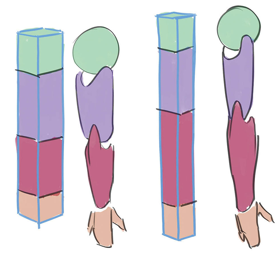 Proportions of The Human Arm