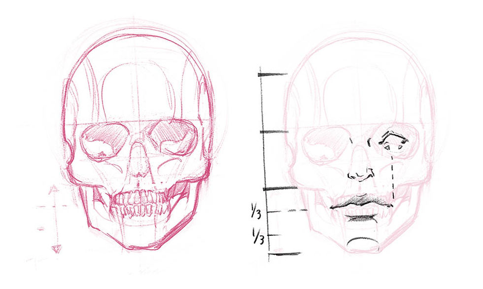 Mouth Proportions