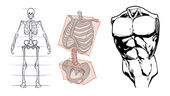 How To Draw The Torso: Front View