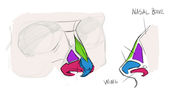 How To Draw Noses
