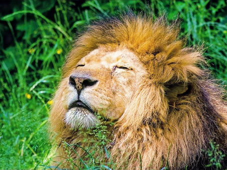 How to Tame Your Thoughts & Fear Response Algorithm