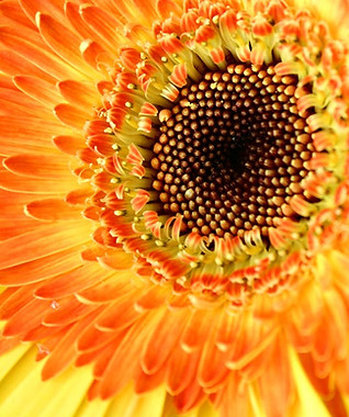 Sunflower Close Up