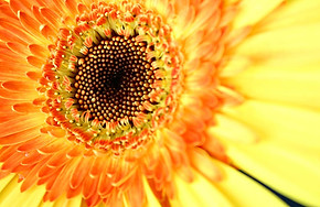 Zonnebloem Close Up