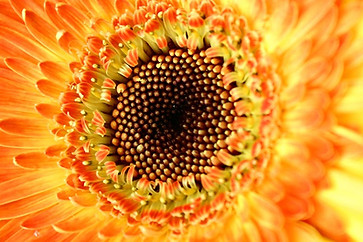 Sunflower Close Up