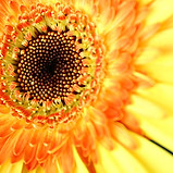 Sunflower Close Up 