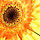Tournesol Close Up