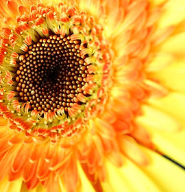 Sunflower Close Up