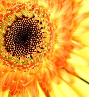 Tournesol Close Up 
