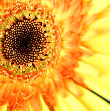 Sunflower Close Up