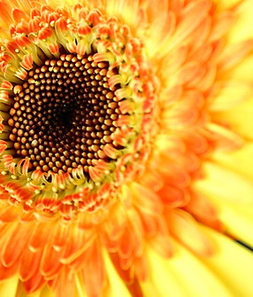 Sunflower Close Up 