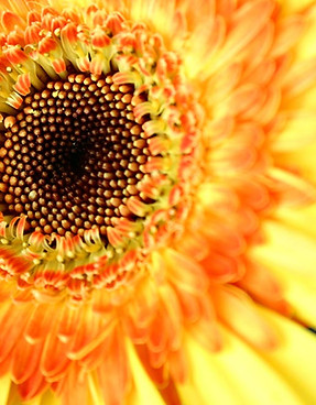 Sunflower Close Up 