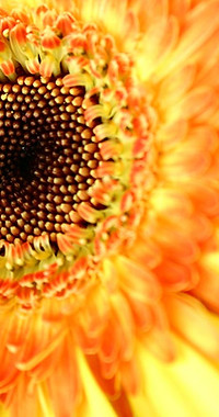 Sunflower Close Up 