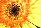 Sunflower Close Up 