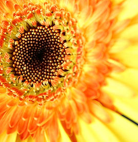 Sunflower Close Up