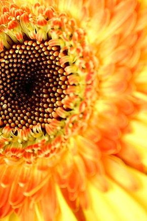 Sunflower Close Up