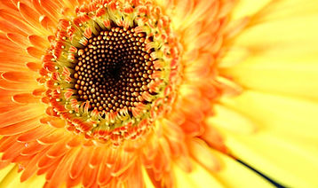 Sunflower Close Up