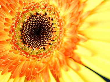 Sunflower Close Up