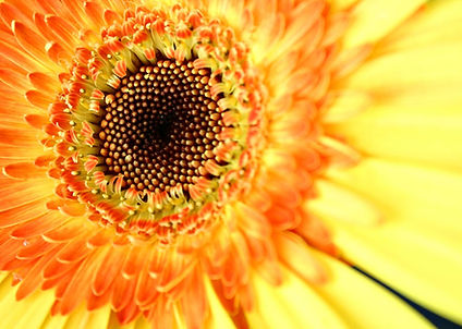 The Ray fo Divine Consciousness