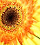 Sunflower Close Up 