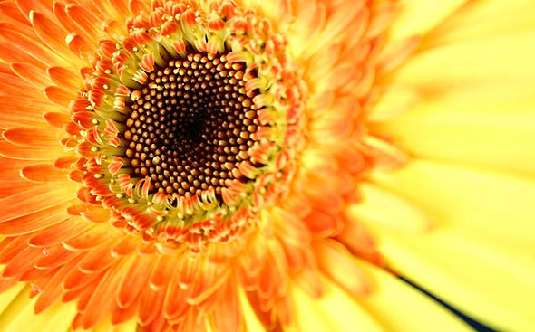 Sunflower Close Up