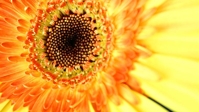 The Sunflower