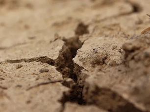 Soil Crust: Just a Dry Surface… or a Silent Yield Killer?