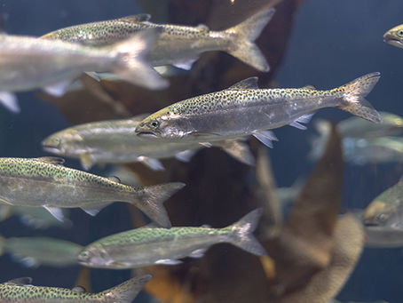 Fulvic Acid: The Mineral Miracle for Fish Growth and Health