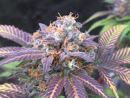 Fulvic Acid Use for Cannabis Plants