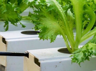 Understanding the Benefits of AgTonik's Fulvic Products for Hydroponics