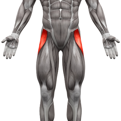 Tensor Fasciae Latae