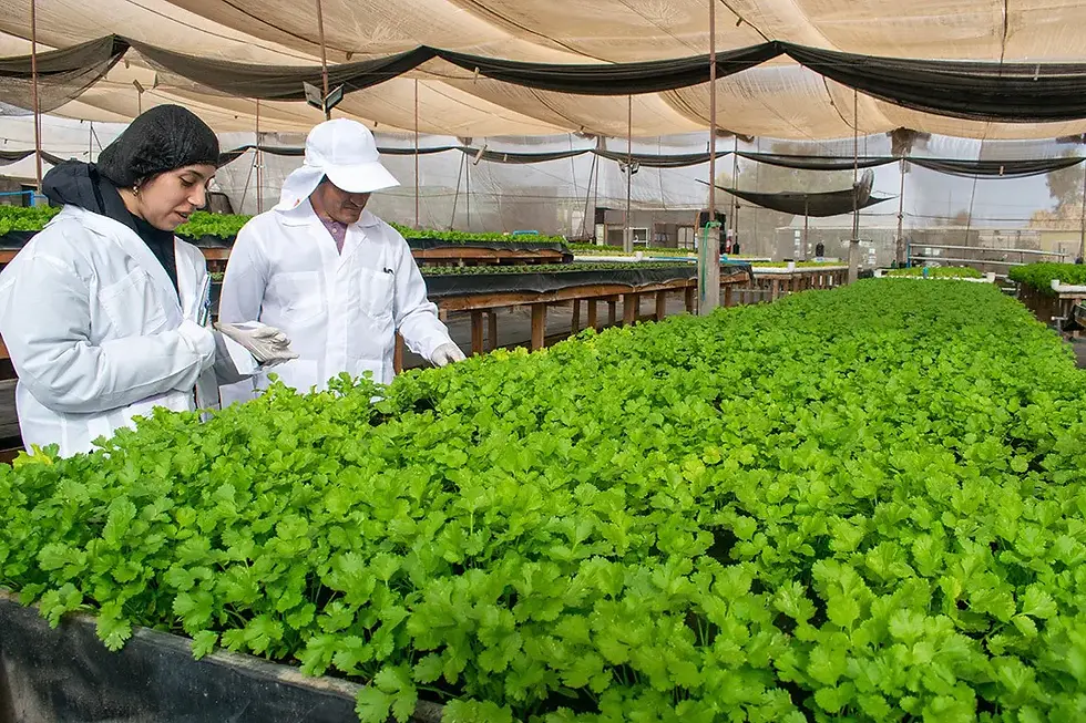 Proceso de auditoría en finca de hidroponía