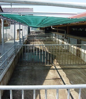 Schweingehabt_Galtsauenstall (10).JPG