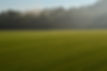 Morning in Bluegrass.jpg