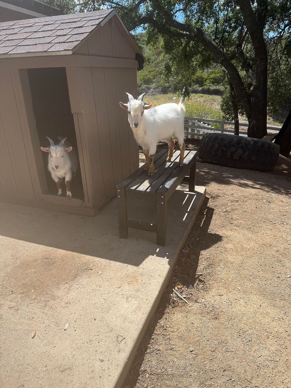 goats.jpg