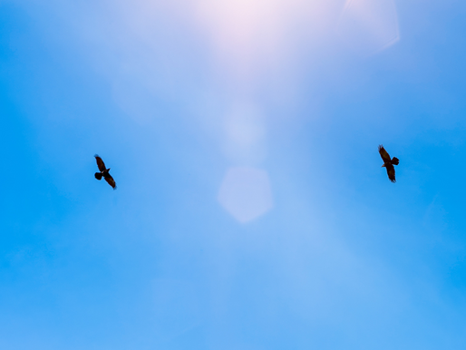 And It Will Set Ye Free