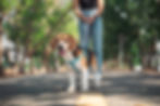 Website home page photo of beagle.jpg