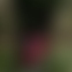 Sylvothérapie : au delà du bain de forêt, un art ancestral