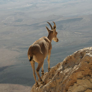 Wildlife Ecotourism