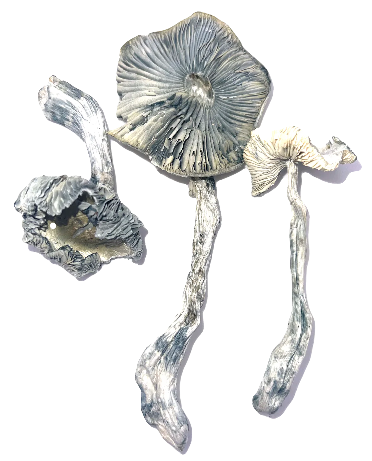 Jack Frost Mushroom