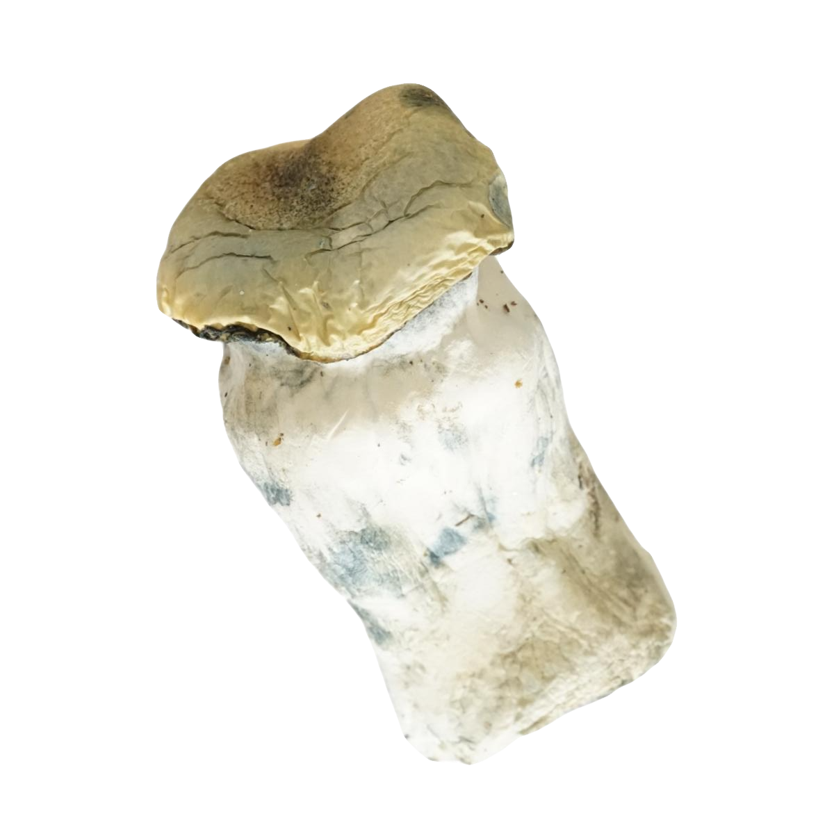 Yeti Mushroom