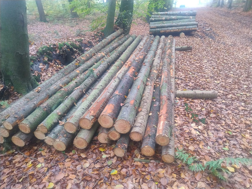 Rundhölzer für den Holzhof-Wingst