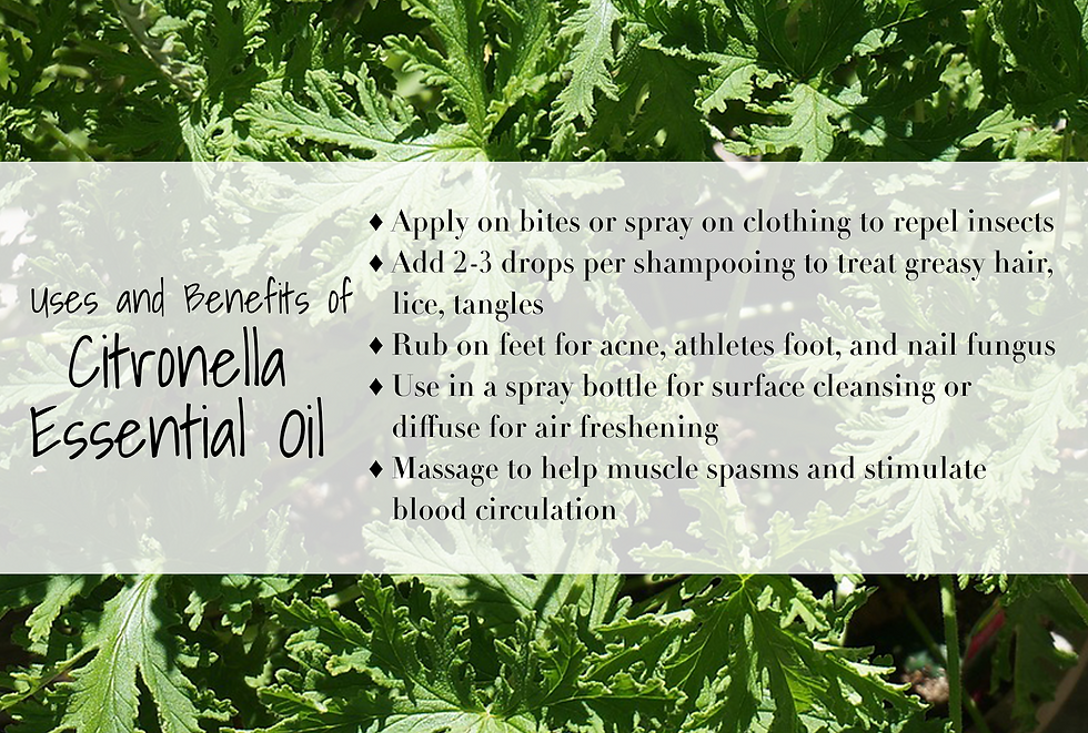 Citronella Rec2.png