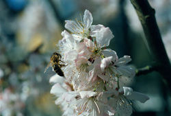 Nektarschlürfen (Analog-Photo)