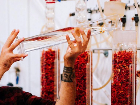 What Are Spagyrics? A Plain-English Guide to the Most Misunderstood Extraction Method in Herbalism