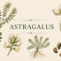Astragalus (Astragalus membranaceus): A Field Entry