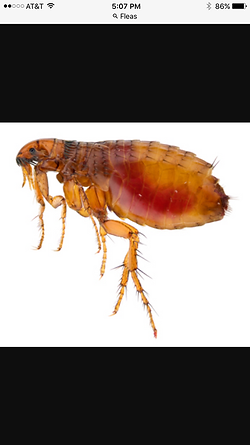 Flea.PNG