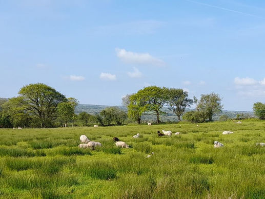 Sheep grazing on pasture in Ceredigion, Wales, illustrating the farming and land use behind wool yarn.