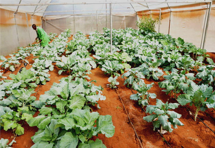vegetable crops in a covered farm